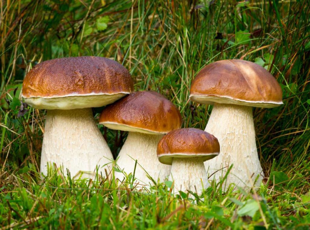 les champignons - hébergement à gérardmer